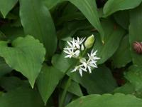 Blüten, Knospe und Schnecke